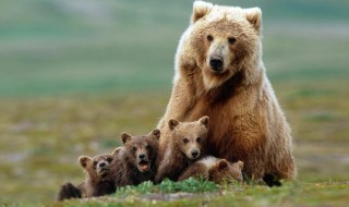 熊科动物有哪些?常见的熊科种类有哪些？