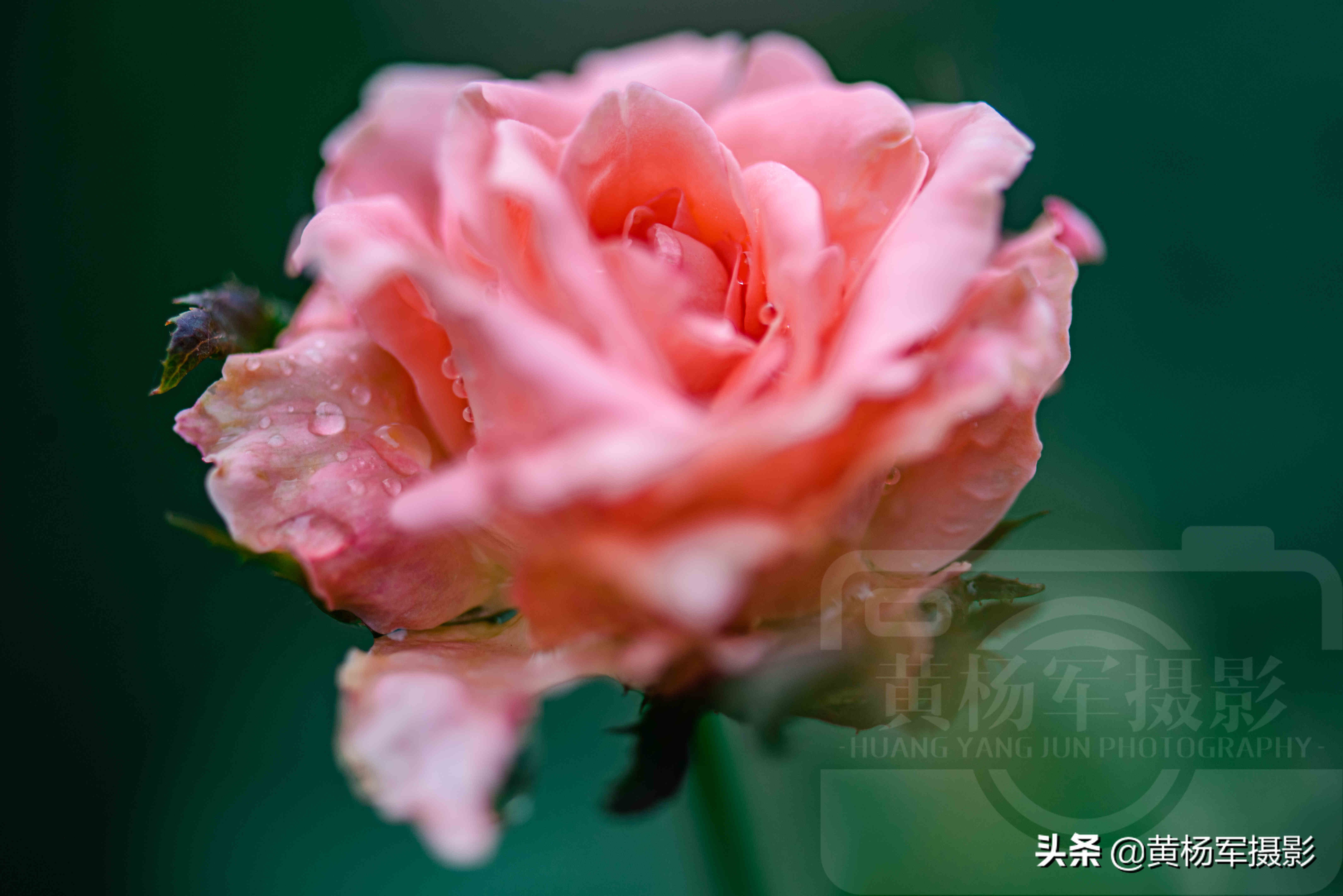 雨中娇艳盛开的玫瑰花，娇媚百态的花朵格外迷人，花朵芬芳自然美