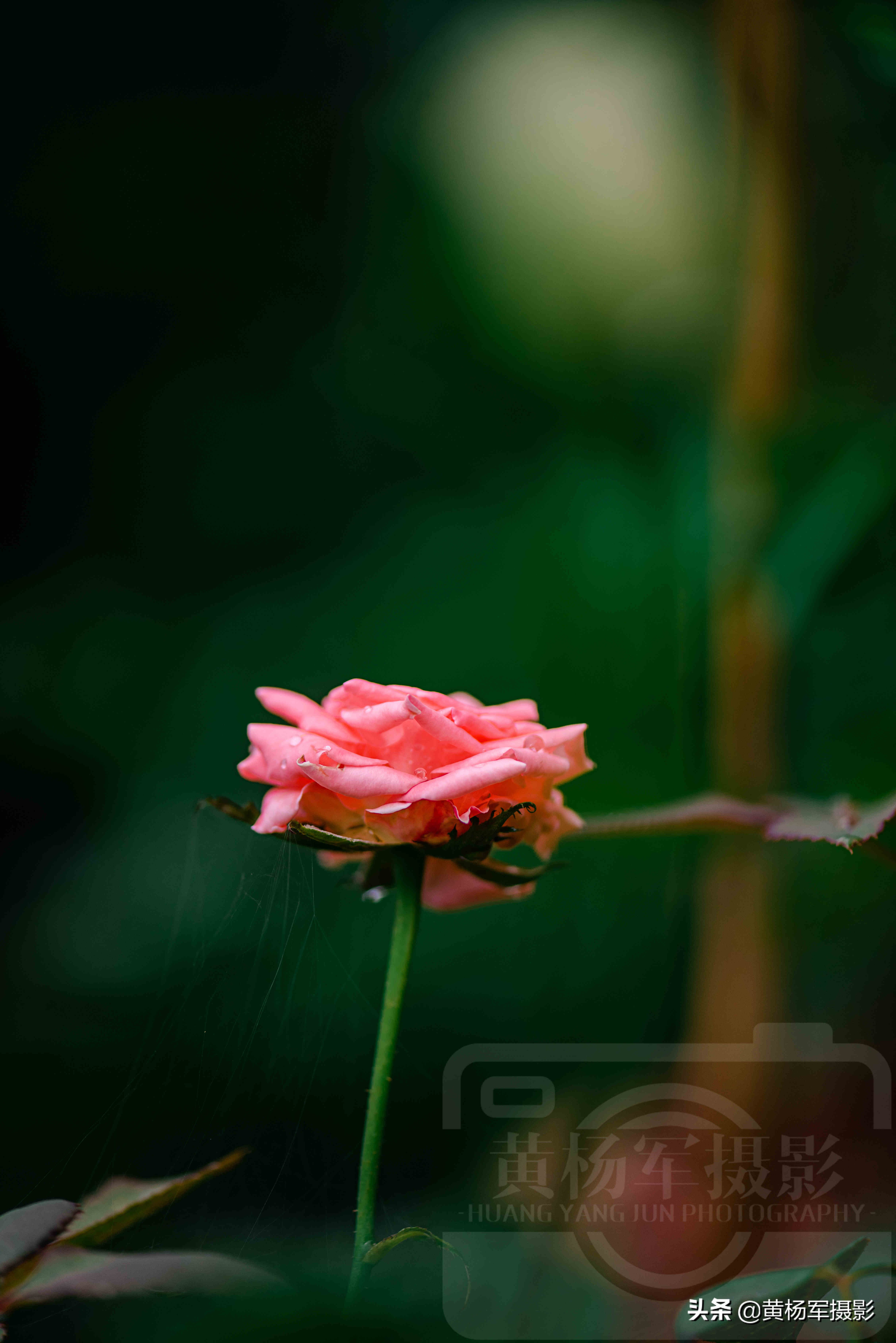 雨中娇艳盛开的玫瑰花，娇媚百态的花朵格外迷人，花朵芬芳自然美