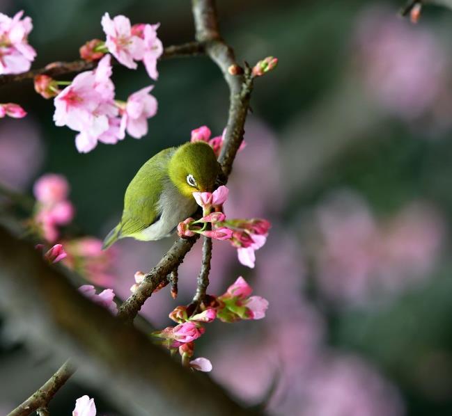 【诗词鉴赏】 十首绝美的春归古诗词，送别春天，准备迎接初夏吧!