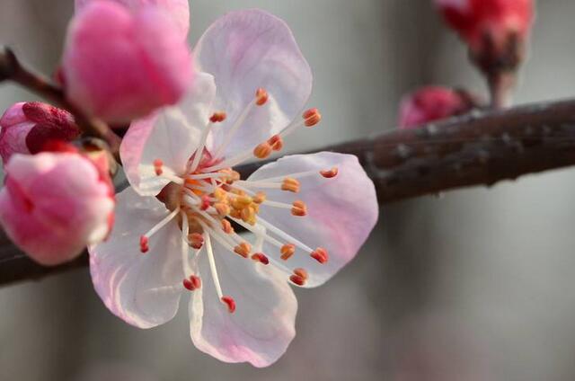 描写杏花的优美诗句 一段好春藏不住粉墙斜露杏花梢