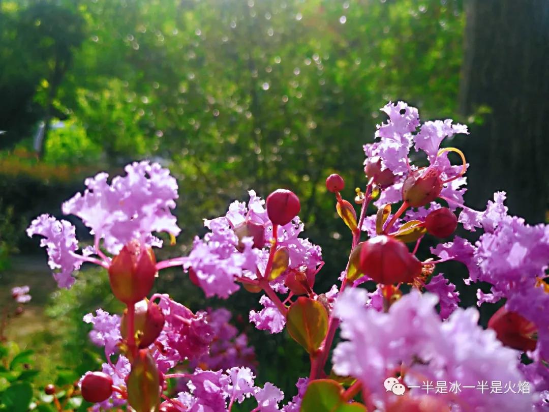随笔：紫薇，生如夏花之绚烂
