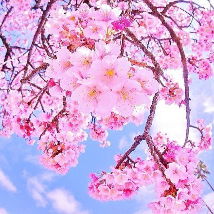 散文：花与春