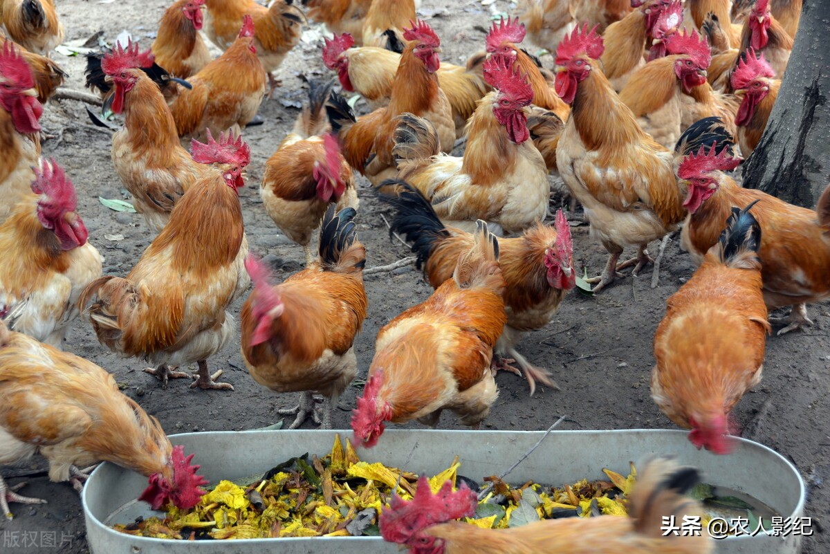 重庆女人从1000元起步，摆地摊卖麻辣鸡到年入2700万元的大产业