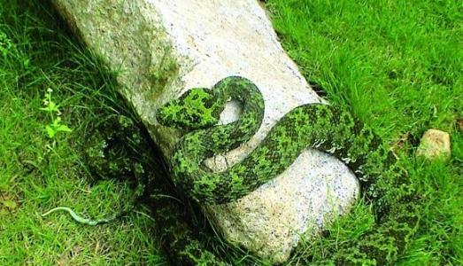 国内最大的毒蛇是什么