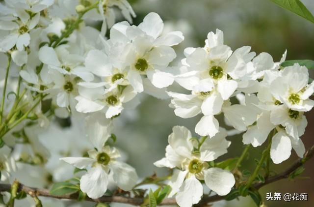 白色梅花是什么品种(白鹃梅花的真实图片)