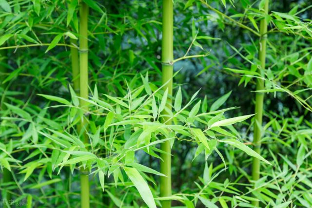 关于竹子的品质（关于竹子的精神品质）-1