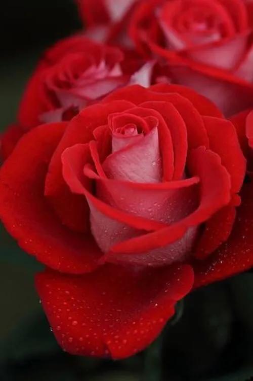 玫瑰花的颜色和形状(玫瑰花各种颜色代表的意义)-1