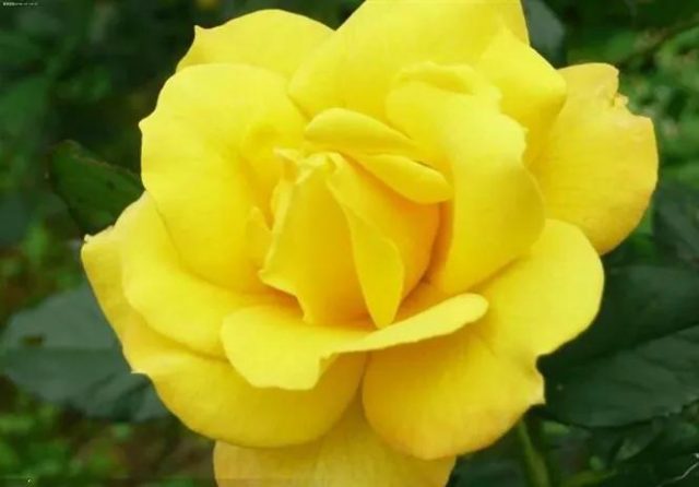 玫瑰花的颜色和形状(玫瑰花各种颜色代表的意义)-3
