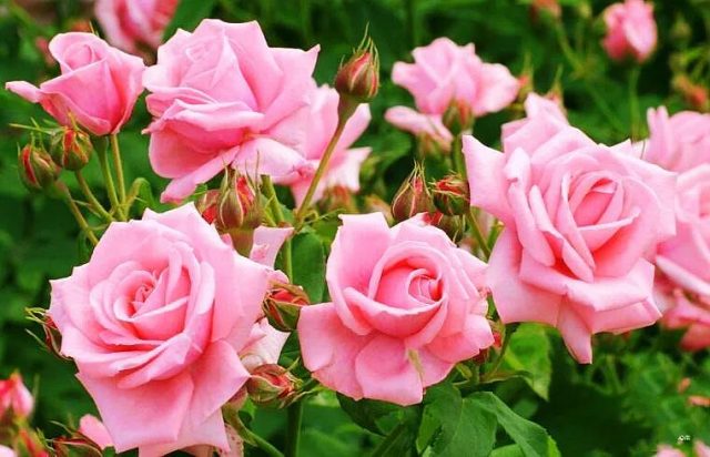 玫瑰花的颜色和形状(玫瑰花各种颜色代表的意义)-4
