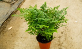 铁线蕨盆栽的养殖方法和注意事项怎么养铁线蕨盆栽