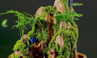 假山苔藓的养殖方法和注意事项假山苔藓养护窍门和禁忌