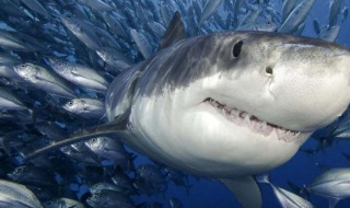 鲨鱼为什么怕海豚鲨鱼怕海豚的原因