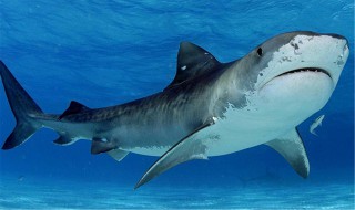 十大凶猛鲨鱼排名世界十大凶猛鲨鱼排名