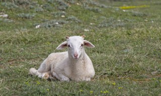 养羊的正确方法圈养羊的正确喂养方法有哪些？