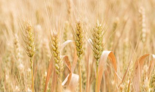 冬小麦和春小麦的区别关于冬小麦和春小麦的区别