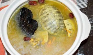 乌龟汤的功效和作用乌龟汤有什么功效与作用