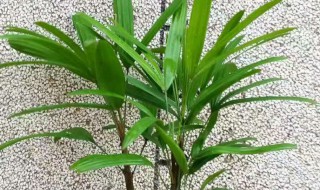平安竹种植方法和注意事项平安竹的养殖方法和注意事项