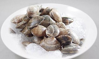 花蛤保鲜技巧保鲜花蛤的方法有哪些