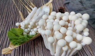 海鲜菇的家常做法家常凉拌海鲜菇做法