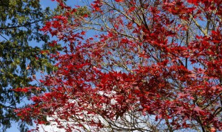 鸡爪槭和红枫哪个贵二者有什么区别鸡爪槭和红枫的区别介绍