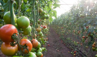 小黄串西红柿的种植方法小黄串西红柿怎么播种呢