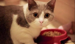 教你猫罐头的制作方法猫罐头如何制作