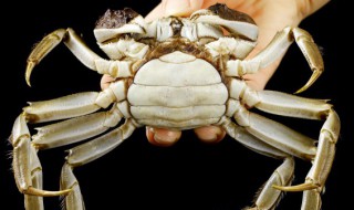 螃蟹和龙虾能一起养吗螃蟹和龙虾能一起养吗?