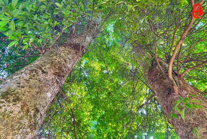 重庆山区发现万株金丝楠木，有的树龄超400年，村民称给1亿都不卖