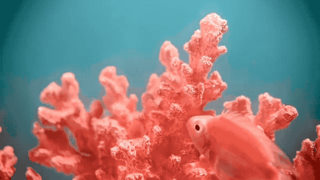 色彩趋势：贵族珊瑚色，浪漫治愈力