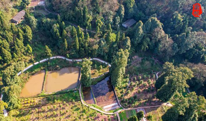 重庆山区发现万株金丝楠木，有的树龄超400年，村民称给1亿都不卖