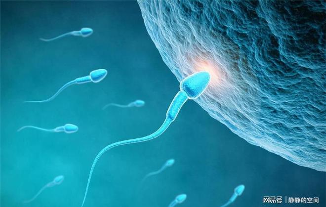 进入女性体内后，未能和卵子结合的精子哪去了？
