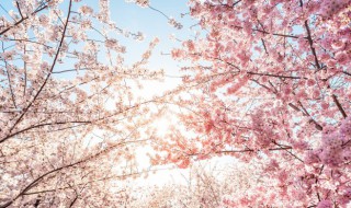 关于樱花的诗句有哪些关于樱花的诗句精选