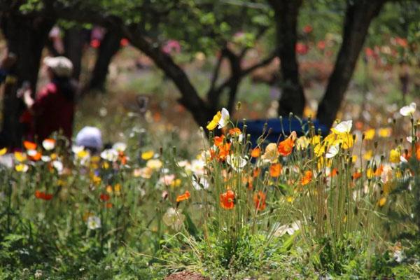 昆明春季赏花的地方最佳赏花旅游景点