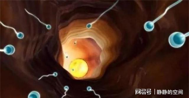 进入女性体内后，未能和卵子结合的精子哪去了？