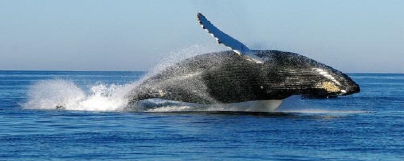 鲸鱼为什么会鲸爆