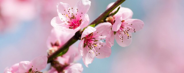 春天桃树什么时候修剪好桃树什么时候剪枝最合适