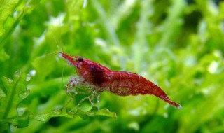 樱花虾养殖方法樱花虾怎么养