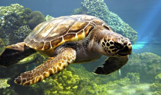 海龟为什么是濒危动物海龟是濒危动物吗