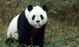 大熊猫的运动方式是什么大熊猫的运动方式介绍