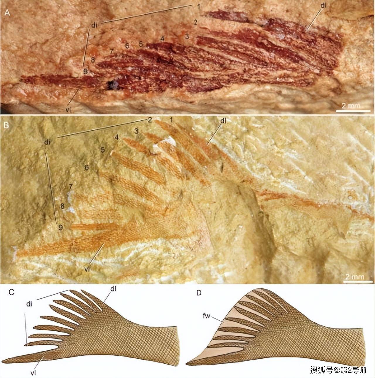 广西发现九尾狐甲鱼化石（图片）